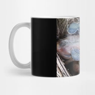 Growing Baby Robins Mug